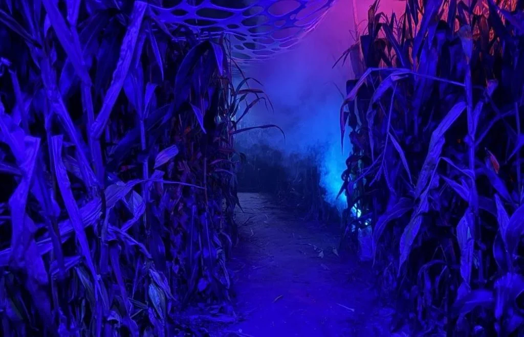 Saltram After Dark (Plymouth) - Image 47